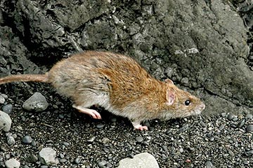 jpg A Norway rat on Rat Island