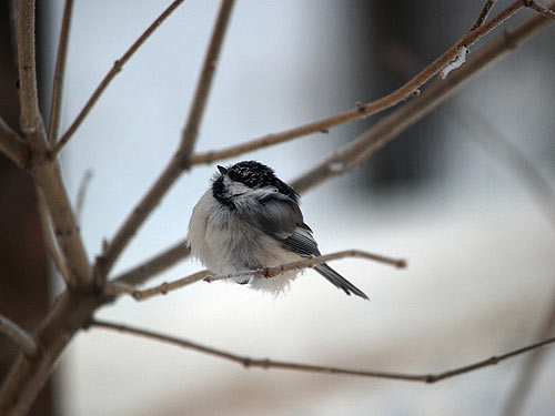 jpg Chickadee