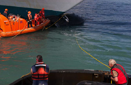 jpg Deceased whale was not a juvenile humpback, NOAA says