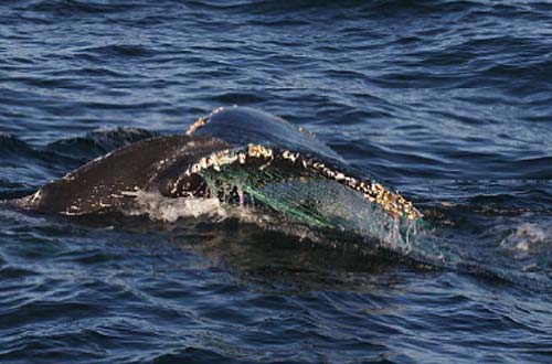 jpg Humpback cow and calf swim free after life-threatening entanglement