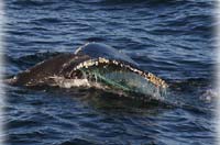 Humpback cow and calf swim free after life-threatening entanglement 