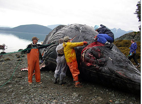 jpg humpback whale necropsy