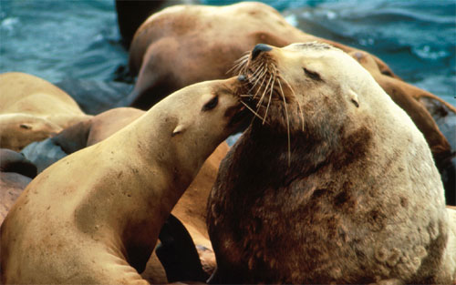 jpg Steller sea lions.