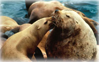 More Actions Needed to Help Western Steller Sea Lion Recover