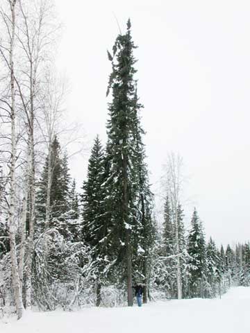 jpg The largest black spruce tree in Alaska