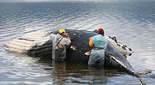 jpg NOAA Fisheries scientists conducting a necropsy of a humpback whale near Tenakee Springs, Alaska
