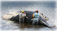 Dead whale near Tenakee Springs likely killed by vessel strike; Vessel strikes with whales in Alaska appear to be increasing