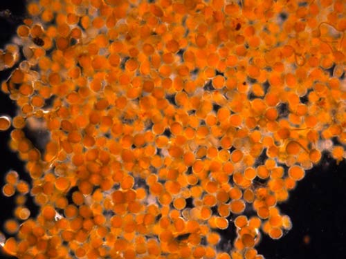 jpg Lab determines mysterious orange goo is mass of microscopic eggs