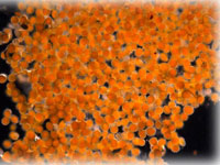 Lab determines mysterious orange goo is mass of microscopic eggs