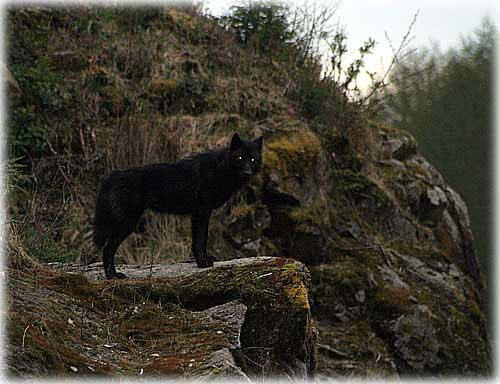 jpg Protection Sought Again for Rare Alaskan Wolf 