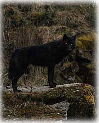 Protection Sought Again for Rare Alaskan Wolf