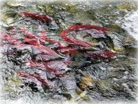 A high-country Eden for sockeye salmon 