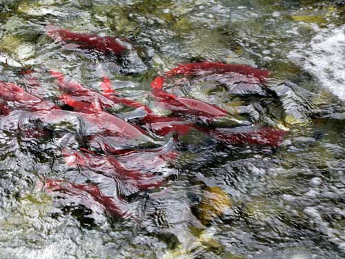 jpg A high-country Eden for sockeye salmon