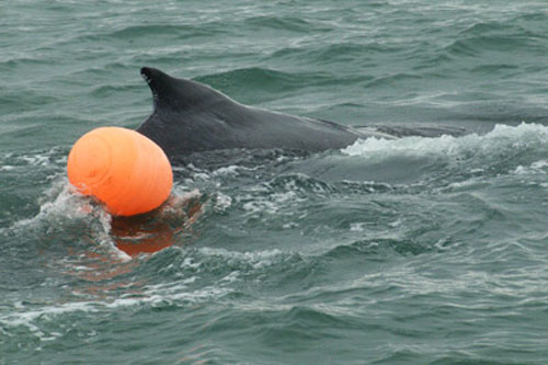 jpg DISENTANGLED HUMPBACK CALF FREED NEAR JUNEAU