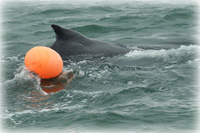 DISENTANGLED HUMPBACK CALF FREED NEAR JUNEAU