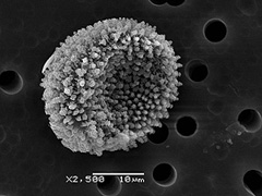 jpg Spores of the orange substance as seen last week at NOAA's Auke Bay Laboratory in Juneau.