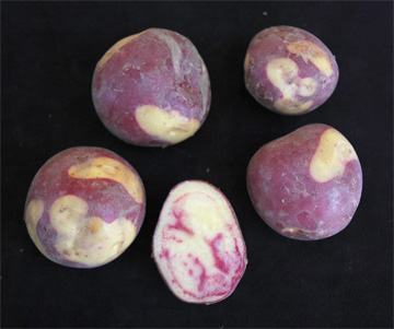jpg New potato developed for the Alaska market