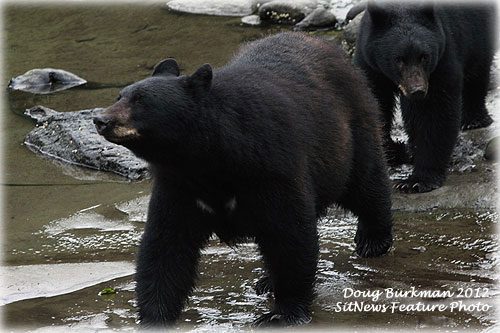 Front Page Photo By DOUG BURKMAN