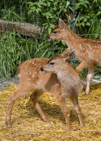 Two Newborn Southeast Alaska Deer Find Refuge at Wildlife Center