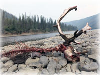 Life recycled on a far-off gravel bar 