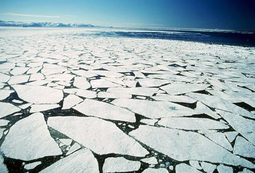 jpg Sea ice decline spurs the greening of the Arctic