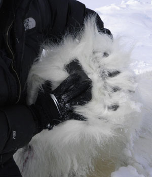 jpg Polar Bear Paw