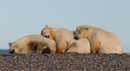 jpg Polar Bears in the Chukchi Sea Doing Well, Despite Sea Ice Loss