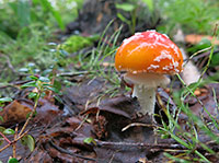 Late summer arrives in the boreal forest 