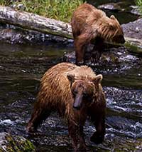 Refuge Urged to Protect Alaska's Rare Kenai Bears From Overhunting