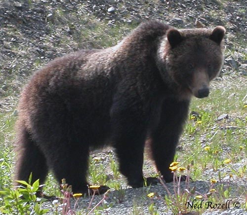 jpg Why don't hibernating bears get osteoporosis?