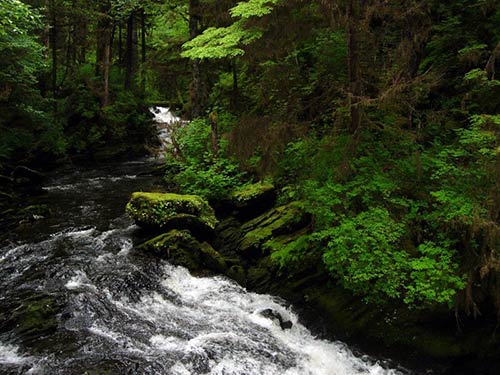 jpg Court to Reconsider Decision on Roadless Areas of Tongass National Forest