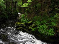 Court to Reconsider Decision on Roadless Areas of Tongass National Forest 