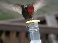 Sweet Feat: How hummingbirds evolved sweet taste detection