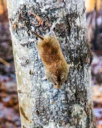 Red-backed voles climb into scientific literature 