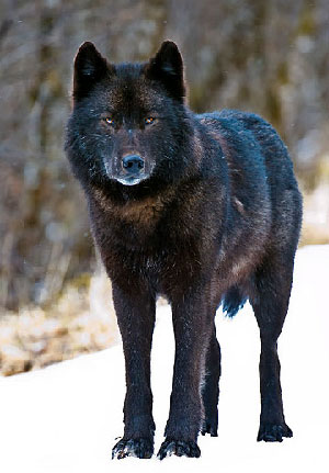 alaskan timber wolf