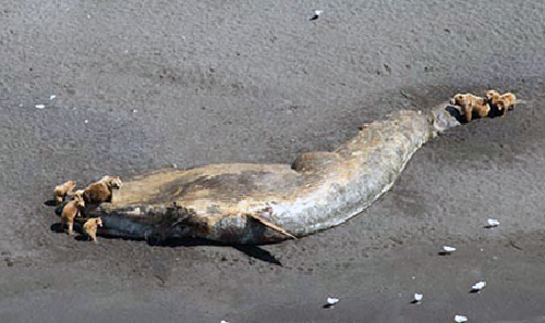 jpg Deaths of large whales in Gulf of Alaska declared an "unusual mortality event" 