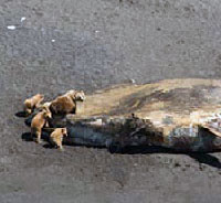 Deaths of large whales in Gulf of Alaska declared an "unusual mortality event" 