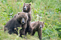 Final Rule: Predator Control Restricted on Alaska National Wildlife Refuges 