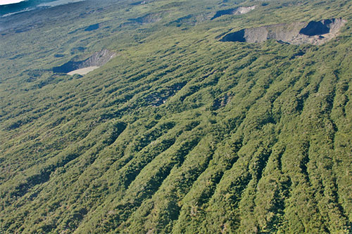 jpg Forests growing on both Bering and Malaspina Glaciers in southern Alaska. 