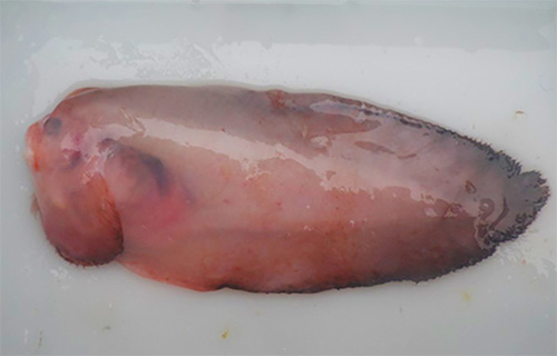 jpg Rare snailfish found in Aleutians, only a dozen specimens ever recorded