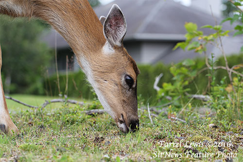 Front Page Feature Photo By FARREL LEWIS