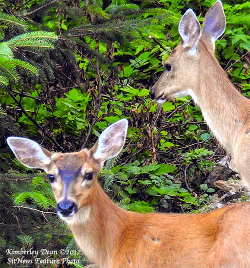 Front Page Feature Photograph by KIMBERLEY DEAN