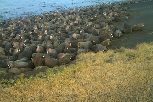 jpg Pacific walruses haul out near Point Lay earlier than in previous years 