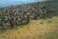 Pacific walruses haul out near Point Lay earlier than in previous years