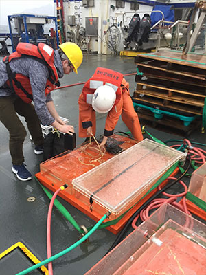 jpg Clay Mazur and Hana Busse help set up the incubation experiment on Sikuliaq’s deck.