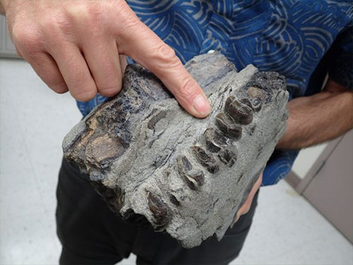 jpg Patrick Druckenmiller points to teeth in a 10 million-year-old fossilized tapir skull found in Homer.