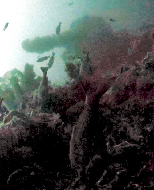 jpg Stern of World War II U.S. destroyer discovered off remote Alaskan island