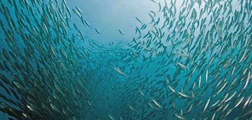 jpg Number of U.S. fish stocks at sustainable levels remains near record high 