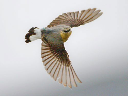 Northern wheatears now on remarkable journey