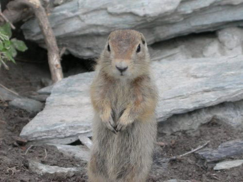 jpg A ground squirrel stands to view its surroundings.